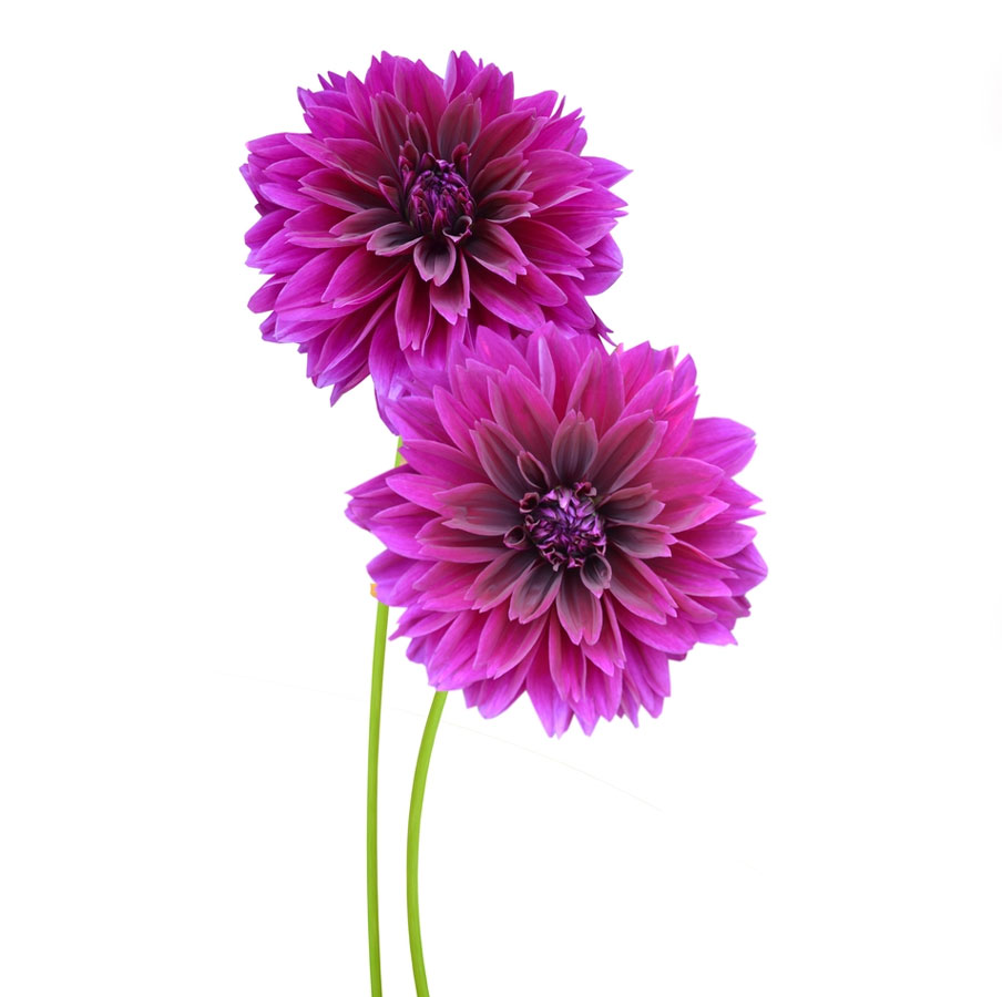 شاخه گل کوکب